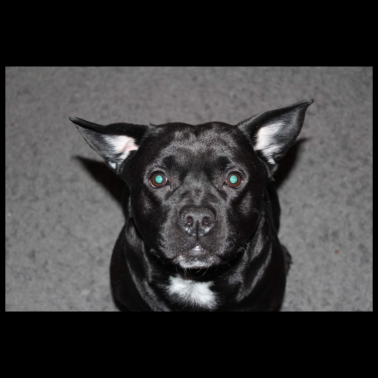 Motiv Hund