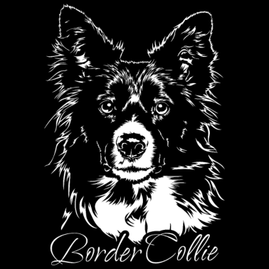 Motiv BORDER COLLIE Portrait Hunde Wilsigns Hütehunde