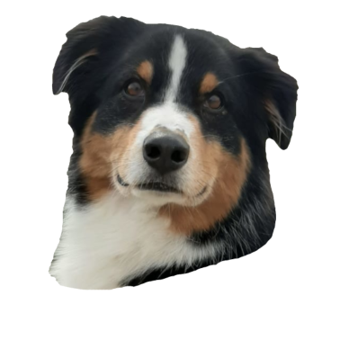 Motiv Australien Shepherd, Sheltie Hund Hunde Hütehund