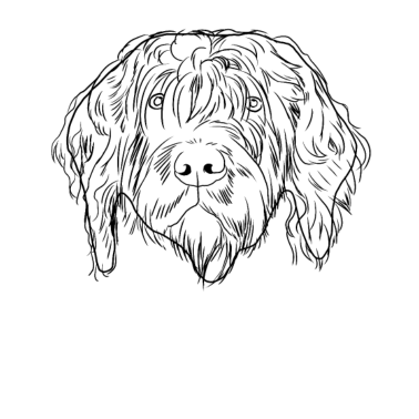 Motiv Griffon Korthals Hund