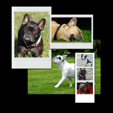 Motiv Französische Bulldogge