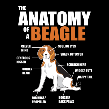 Motiv Die Anatomie eines Beagles - lustige Hundebilder