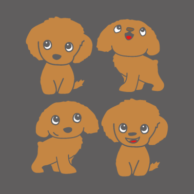 Motiv Pudel Hund Zwergpudel Toy Pudel Kleinpudel Welpe