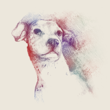 Motiv Dog Portrait