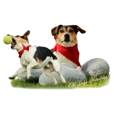 Motiv Jack Russel Terrier