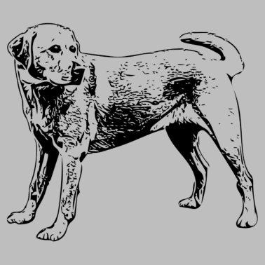 Motiv Labrador
