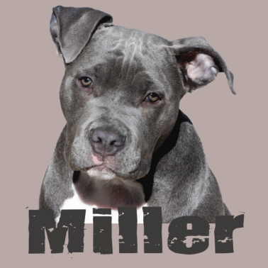 Motiv Hund Miller Hund