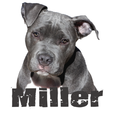 Motiv Hund Miller Hund