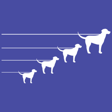 Motiv Hund Hunde Dog