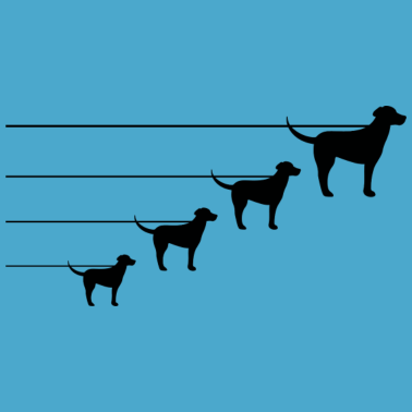 Motiv Hund Hunde Dog