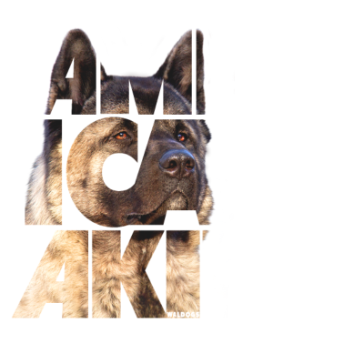 Motiv Amerikanischer Akita I