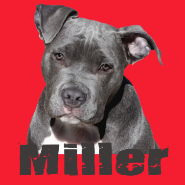 Motiv Hund Miller Hund