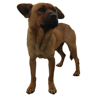 Motiv Hund