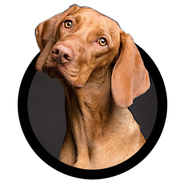 Motiv Hunde
