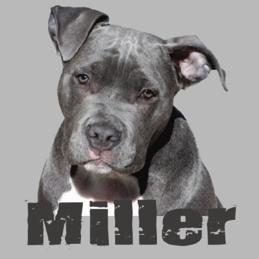 Motiv Hund Miller Hund