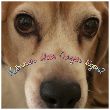 Motiv Hunde