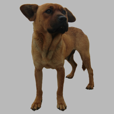 Motiv Hund