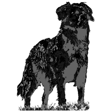 Motiv Hunde
