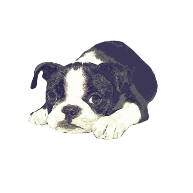 Motiv hund