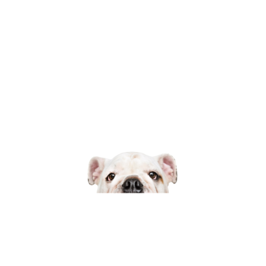 Motiv Hund