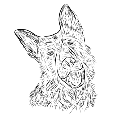 Motiv Hund