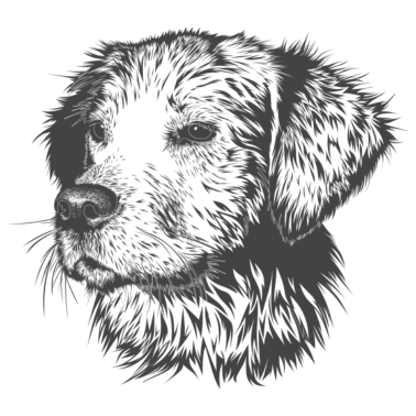 Motiv Hund