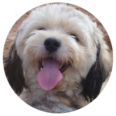 Motiv Happy Dog, Hund, Glück