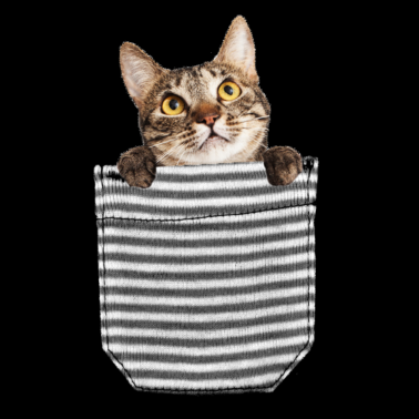 Motiv Kätzchen in der Brusttasche