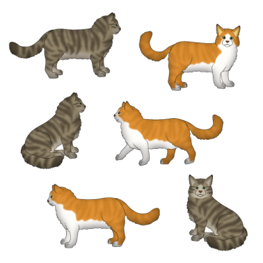 Motiv Norwegische Waldkatze