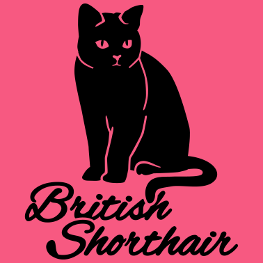 Motiv Britisch Kurzhaar Katze
