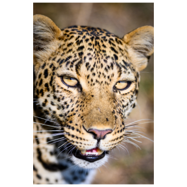 Motiv Leopard, Portrait,