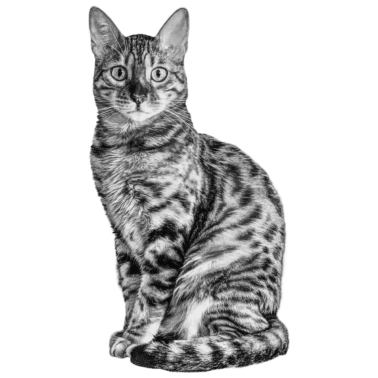 Motiv Cooles schwarz weiß Katzen Motiv