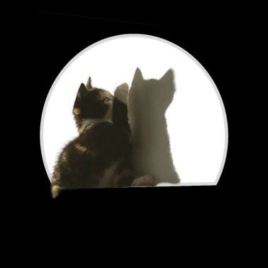 Motiv Katze Schatten Kitten Kätzchen Silhouette