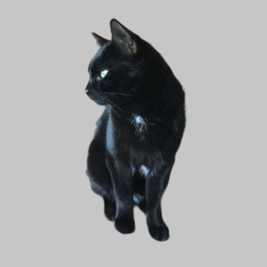 Motiv Schwarze Katze