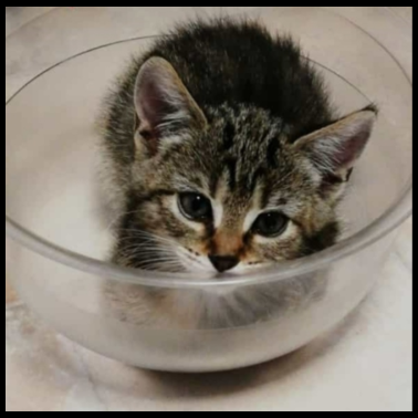 Motiv Katze in der Schale