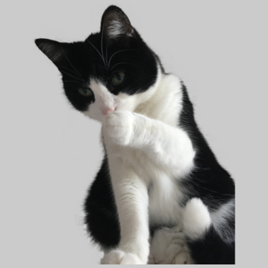 Motiv Katze schwarz weiss