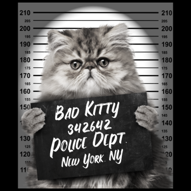 Motiv Böse Katze Polizeifoto Kätzchen Knast Gefängnis