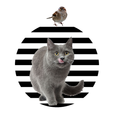 Motiv LUSTIGE TIERE KATZE VOGEL KÄTZCHEN VÖGELCHEN TIER