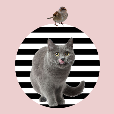 Motiv LUSTIGE TIERE KATZE VOGEL KÄTZCHEN VÖGELCHEN TIER