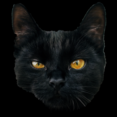 Motiv Katze - schwarze Katze