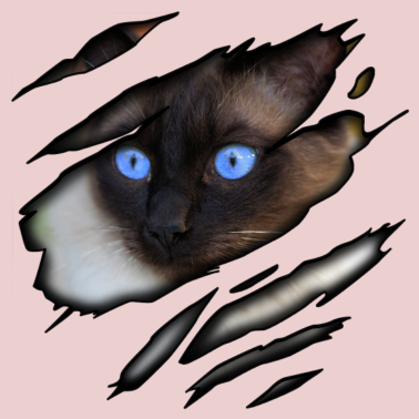 Motiv Siam Katze in mir