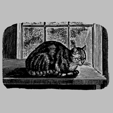 Motiv Katzenskizze - Schwarz / Weiß-Illustration - Aufkleber