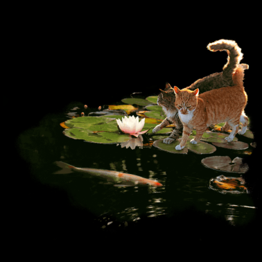Motiv Cats meet Koi
