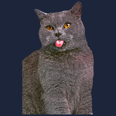 Motiv Kätzchen streckt die Zunge Rauß Katzen Katzenliebh