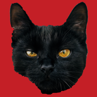 Motiv Katze - schwarze Katze