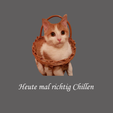 Motiv Süße Katze beim Chillen