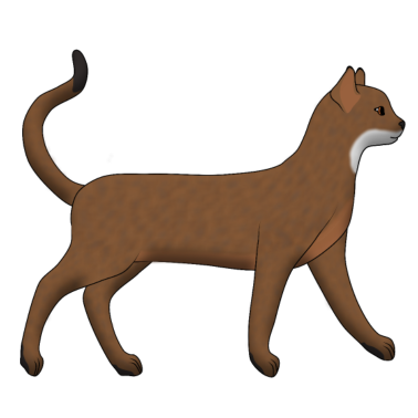 Motiv Abessinier geht