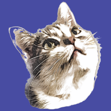 Motiv Schnuckibaby Katze Kitten Geschenkidee Gesicht