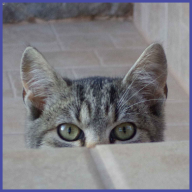 Motiv Schauen Sie sich ein Boo-Kätzchen an