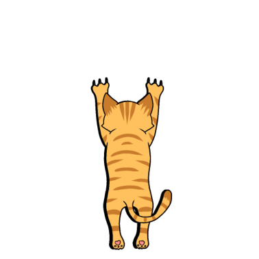 Motiv Katze Katzen lustig